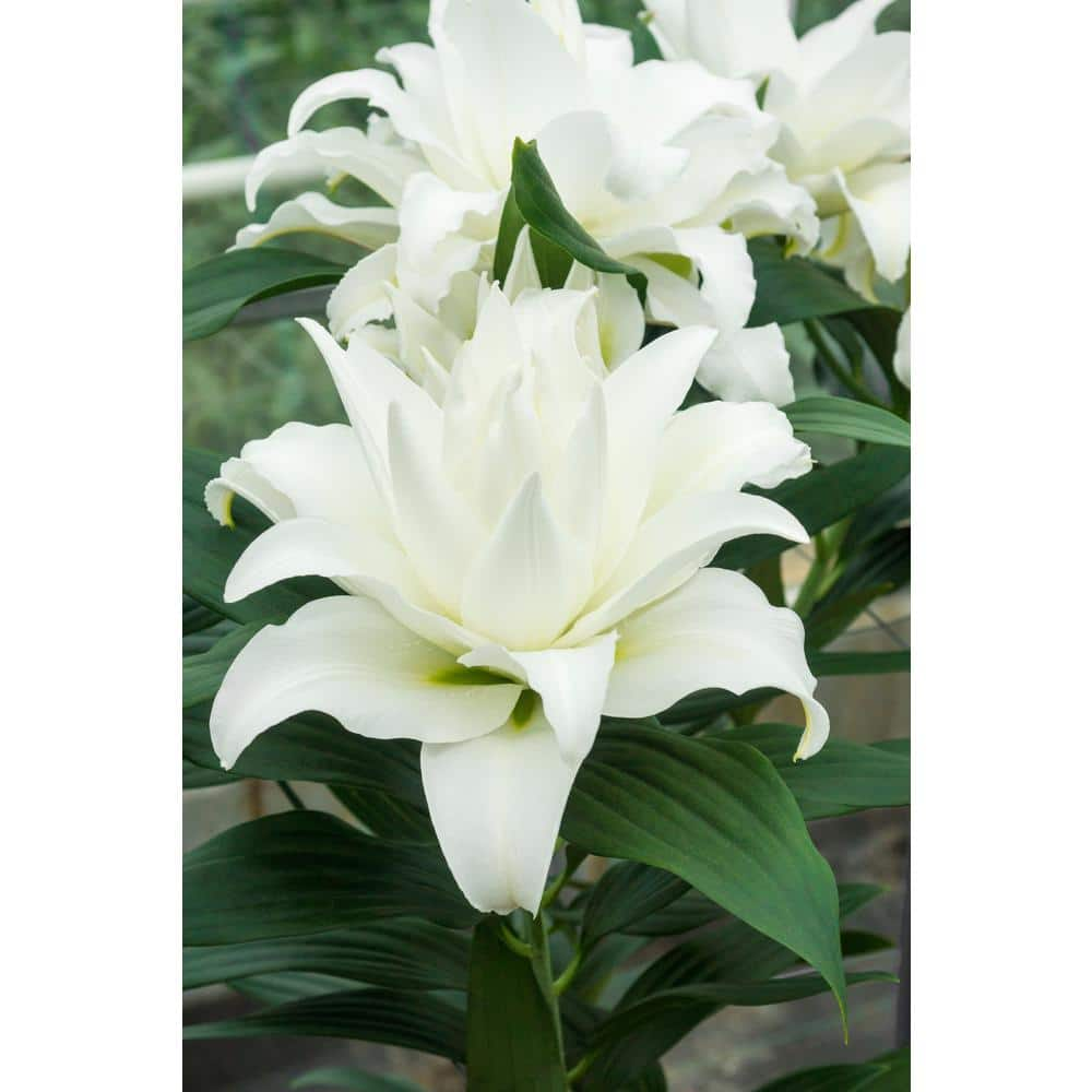 Bloomsz My Wedding Lily Bareroot (5-Pack) 09873 - The Home Depot