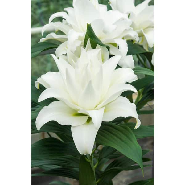 Bloomsz My Wedding Lily Bareroot (5-Pack)