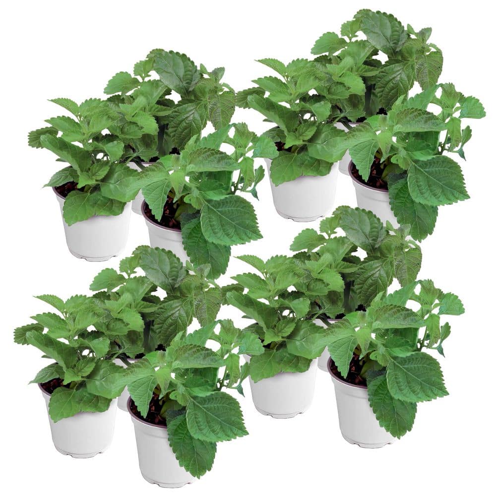 national PLANT NETWORK 4 in. Lucky Lemon Glow Lantana Plant with