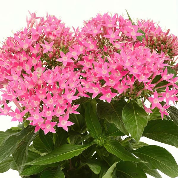 4 in. Star Bright Mix Pink-Red-Lavender Pentas Plant (4-Pack)