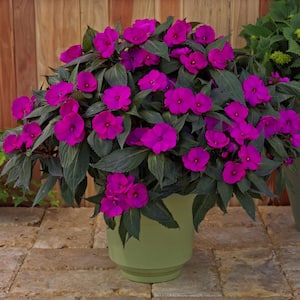 1 Qt. Compact Purple SunPatiens Impatiens Outdoor Annual Plant with Purple Flowers