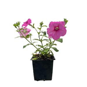 4 In. Pink Easy Wave Petunia Annual Plant with Pink Flowers (3-Pack)