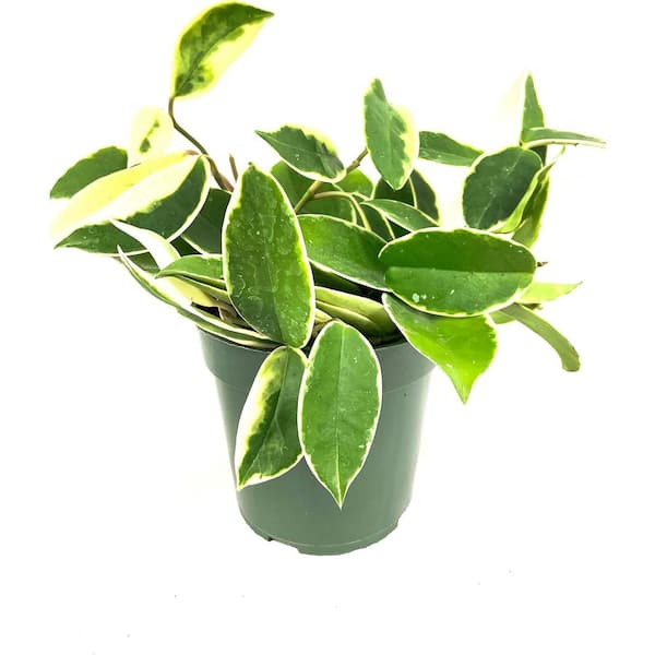 Wekiva Foliage Hoya Krimson Princess-Live Plant in a 4 in. Pot-Hoya Carnosa 'Krimson Princess'-Straight from The Nursery