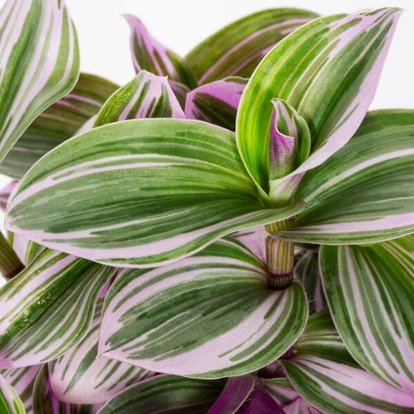 Vigoro 1 pt. Tradescantia Spiderwort Nanouk Purple and Green