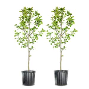 Perfect Plants 4.5 ft. Tall Red Delicious Apple Tree, Pink