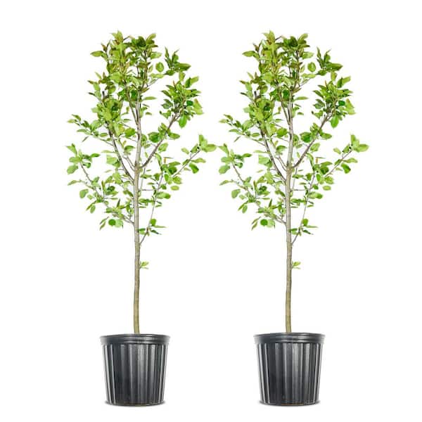 Perfect Plants 4.5 ft. Tall Red Delicious Apple Tree, Pink
