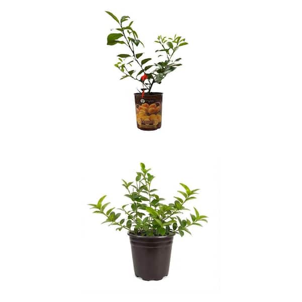 1 Gal. Meyer Lemon & Persian Lime Live Tropical Tree with Flower to Fruit (1-Pack)