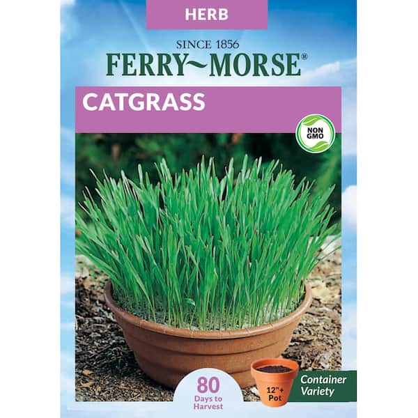 Ferry-Morse Catgrass Herb Seeds