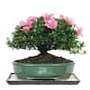 brussel-s-bonsai-bonsai-trees-dt-6016az-64.0
