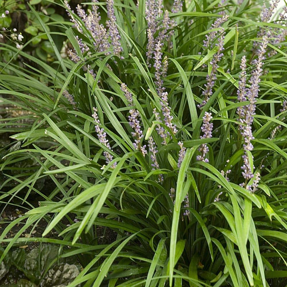 Big Blue Liriope Plant with Purple Blooms, 6-Piece Set