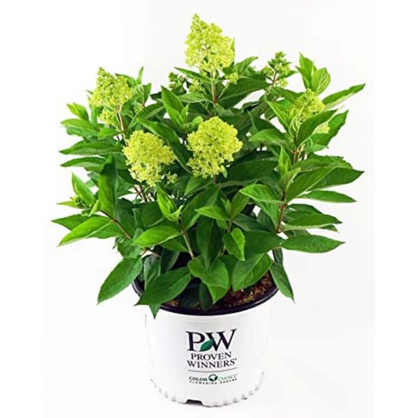 PROVEN WINNERS 3 gal. Little Lime Panicle Hydrangea - Tree Form, Live Plant with Dwarf Lime to Pink Flowers, Zone 3-8 (1 Pack)