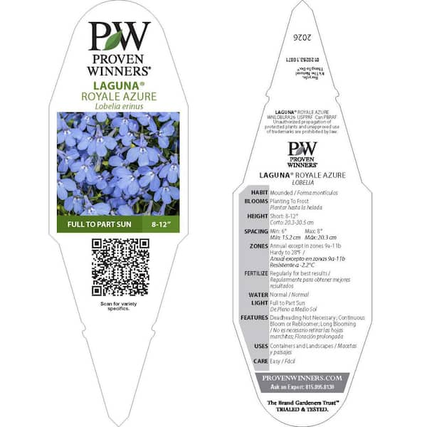 Proven Winners 4.25 in. Eco+ Grande Laguna Royale Azure Lobelia