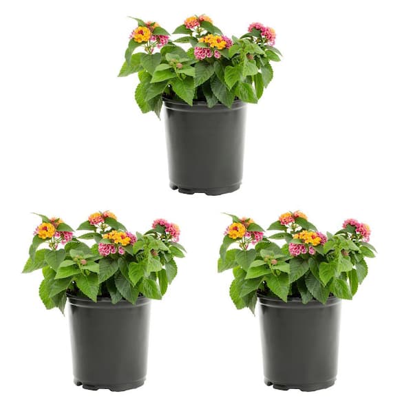 METROLINA GREENHOUSES 2 Qt. Multi-Color Lantana Annual Plant (3-Pack)