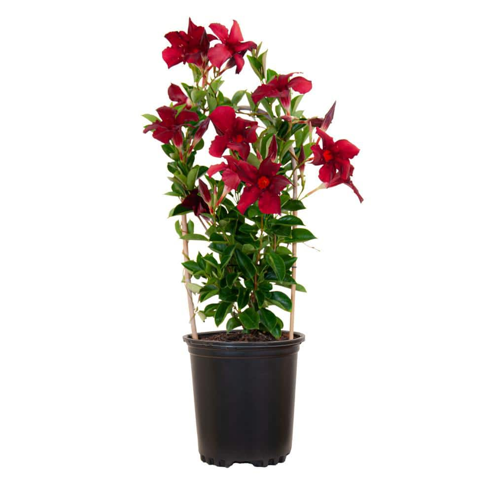 United Nursery Mandevilla Hoop Red Live Outdoor Vining Plant in 6 inch ...