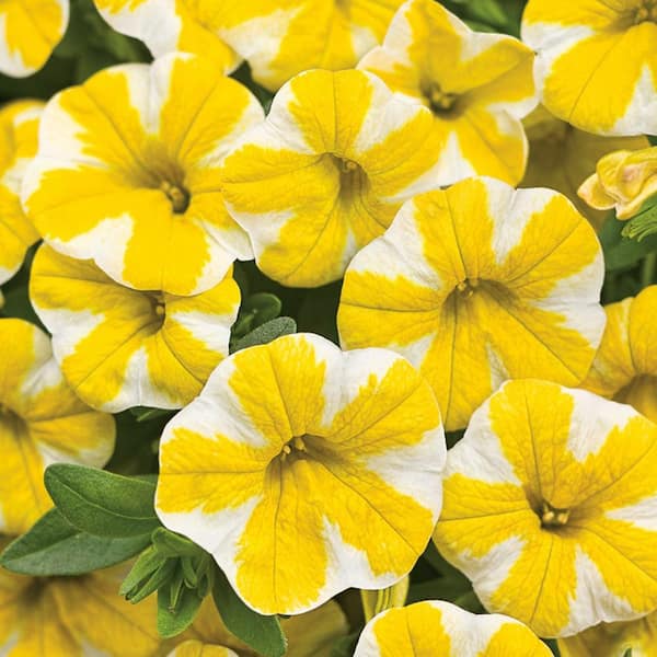 レッセ♡フラワーボーダービジューツイン Amazon.com : Outsidepride Cool Wave Pastel Mix Viola Pansy Seeds