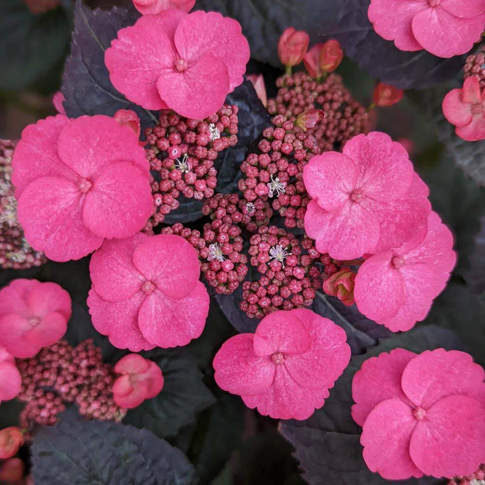 Pink Dynamo Hydrangea Shrub Flowering Starter Plant (1-Pack) price history on PriceWatchPro