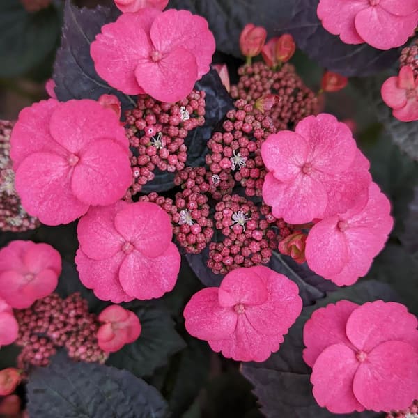 Pink Dynamo Hydrangea Shrub Flowering Starter Plant (1-Pack)