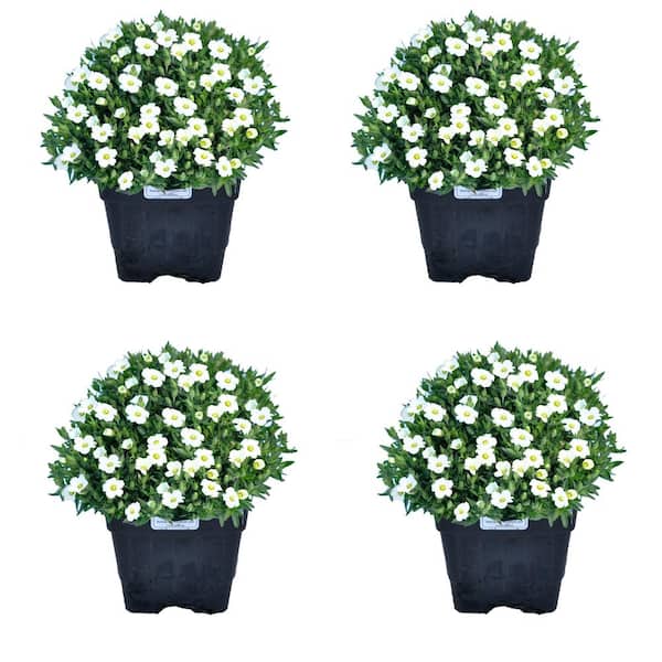Unbranded 1.0 qt. Perennial Arenaria Montana Avalanche (4-Pack)