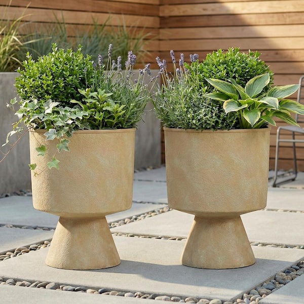 chinese money plant for sale Buy Pilea Peperomeoides