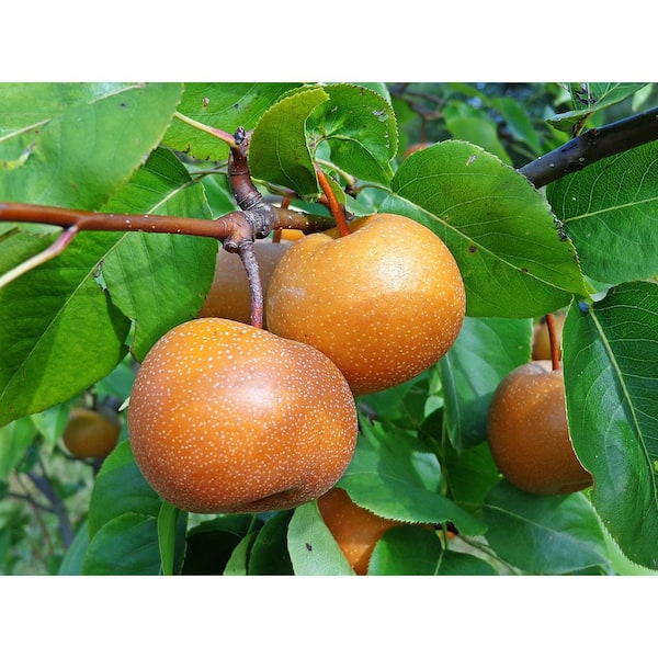 Online Orchards Dwarf Chojuro Asian Pear Tree Bare Root