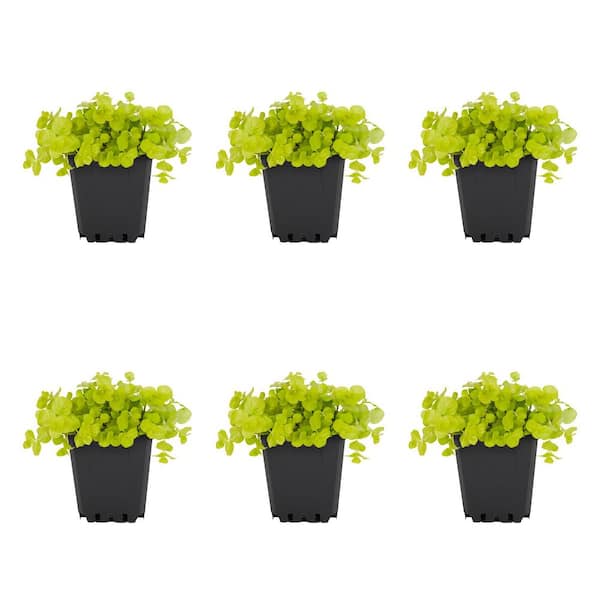 METROLINA GREENHOUSES 1 Pt. Lysimachia Creeping Jenny Yellow Perennial Plant (6-Pack)