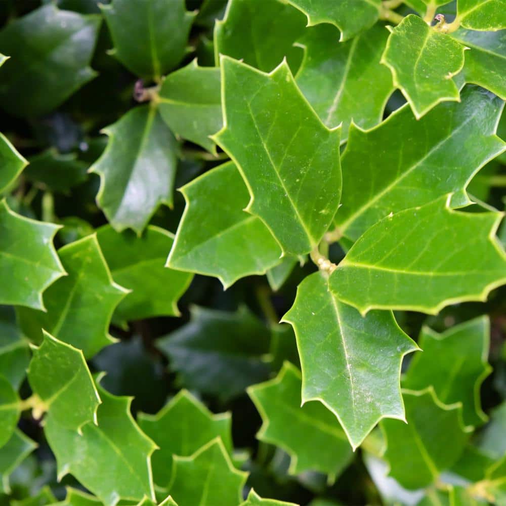 Oakland Holly 7-Gallon Evergreen Shrub with Glossy Green Foliage