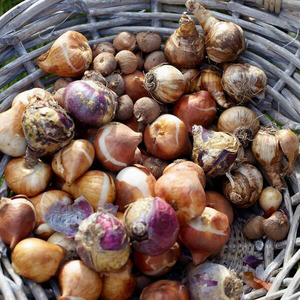 Lycoris.　0308 VAN ZYVERDEN Lycoris Bulbs Aurea (Set of 6) 87180 - The Home