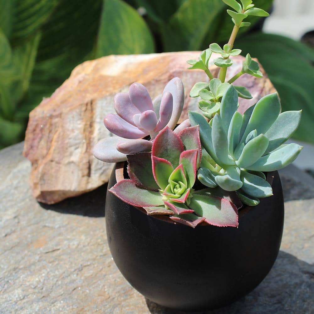 Vibrant Mini Succulent Quartet - 4" Multicolor Indoor/Outdoor Set