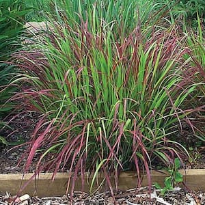 2.25 gal. Pot, Purparenscens Miscanthus Ornamental Grass, Live Potted Deciduous Plant (1-Pack)