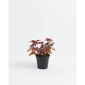 4 in. Pink Polka Dot Plant (Hypoestes Phyllostachya) Plant in Grower Pot
