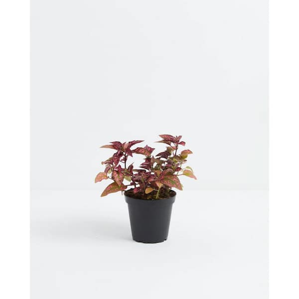 LIVELY ROOT 4 in. Pink Polka Dot Plant (Hypoestes Phyllostachya) Plant in Grower Pot
