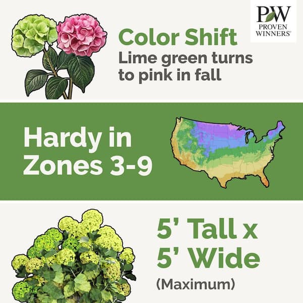 2 Gal. Little Lime Panicle Hydrangea (Paniculata) Live Shrub with Lime Green to Pink Flowers