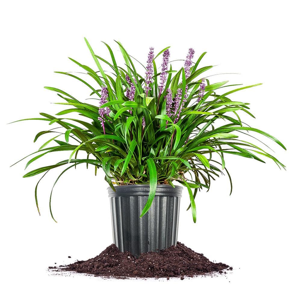 Flowering Royal Purple Liriope in 1 Gal. growers Pot