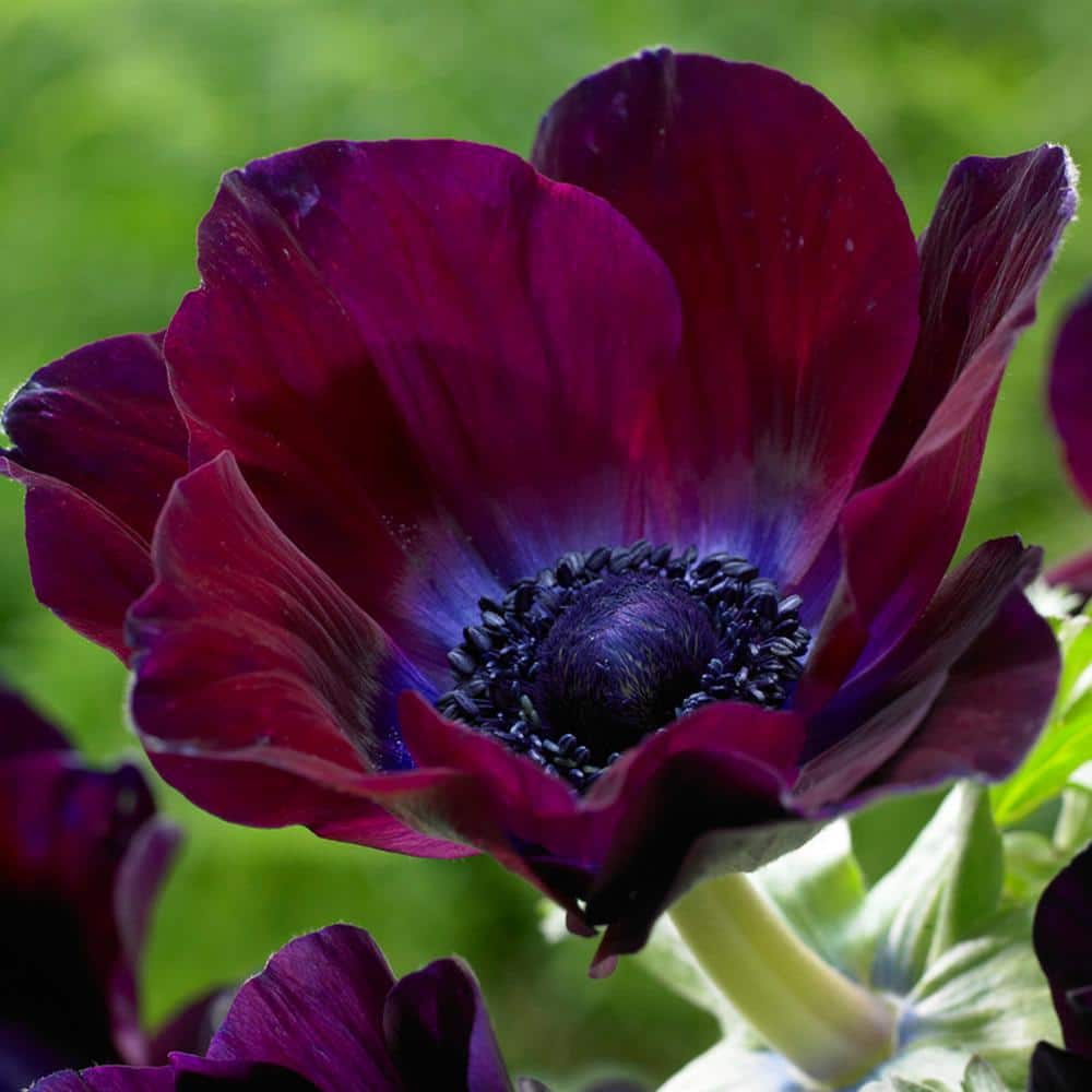 265　アネモネ VAN ZYVERDEN Wind Flowers Anemones Meron Bordeaux Bulbs (Set of 25
