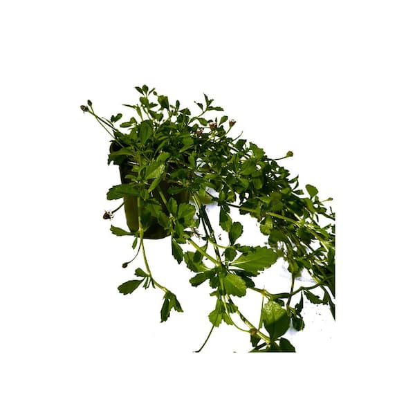 Cesicia Phyla Nodiflora Plant in Separate in Pots (1-Pack)
