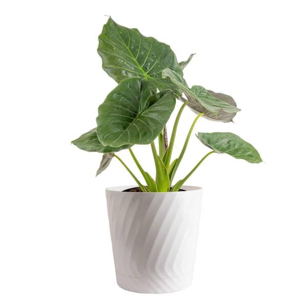 10in Alocasia Assortment Foliage in a Deco Pot
