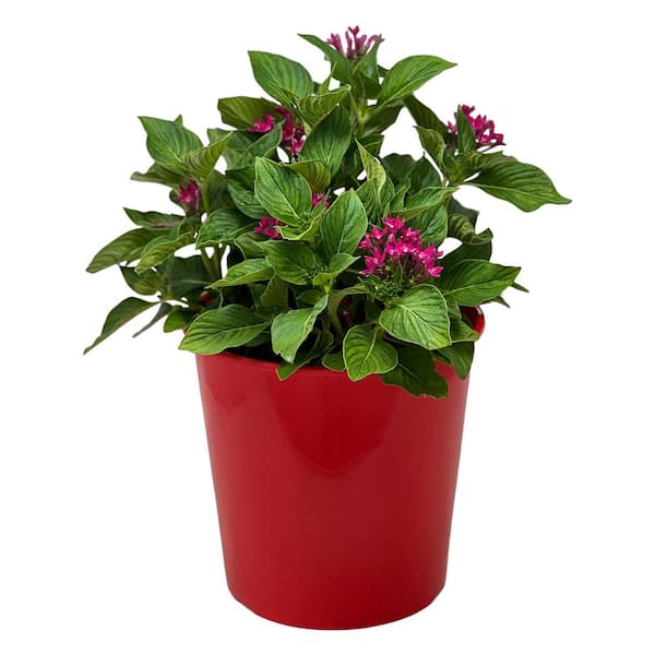 1.5 Gal. Penta Plant Red Flower in 8.25 in. Grower's Pot