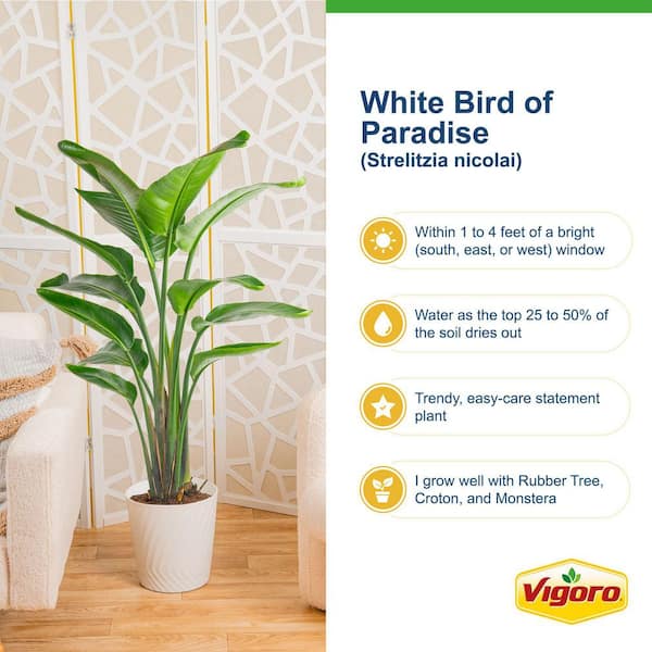 White Bird of Paradise Indoor Plant in 12 in. Decor Pot, Avg. Shipping Height 48-60 in. Tall