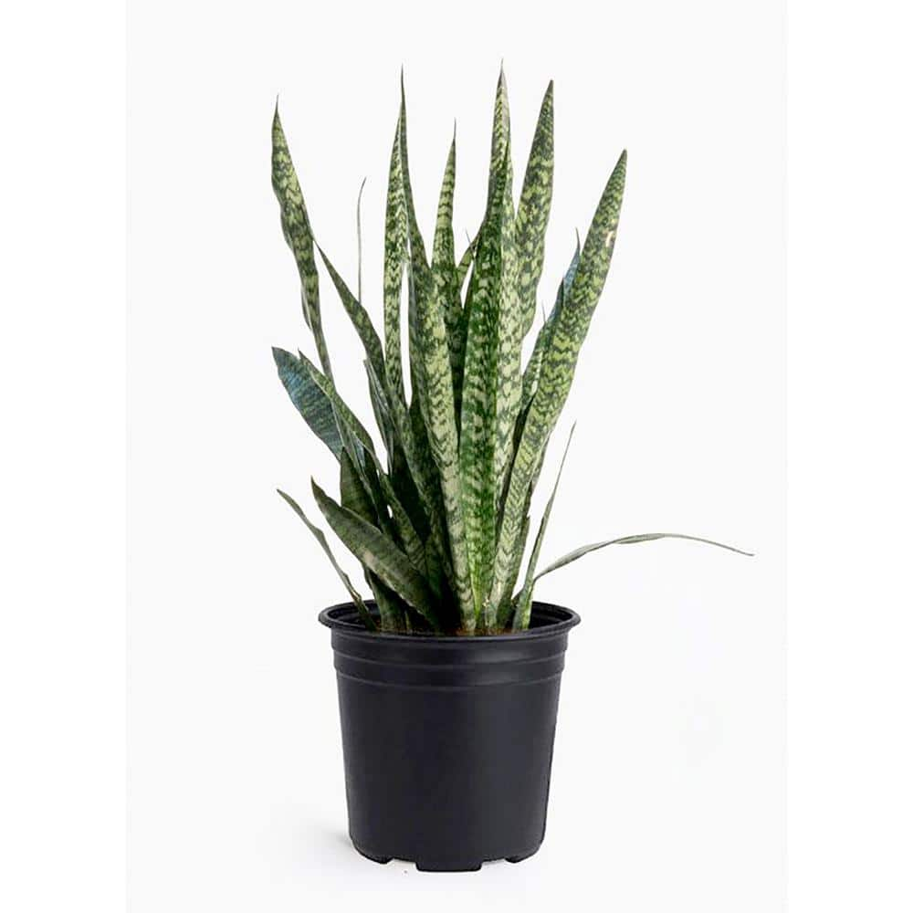 Sansevieria Snake Plant (Sansevieria Zeylanica) Plant 10 in. 1005398658 ...