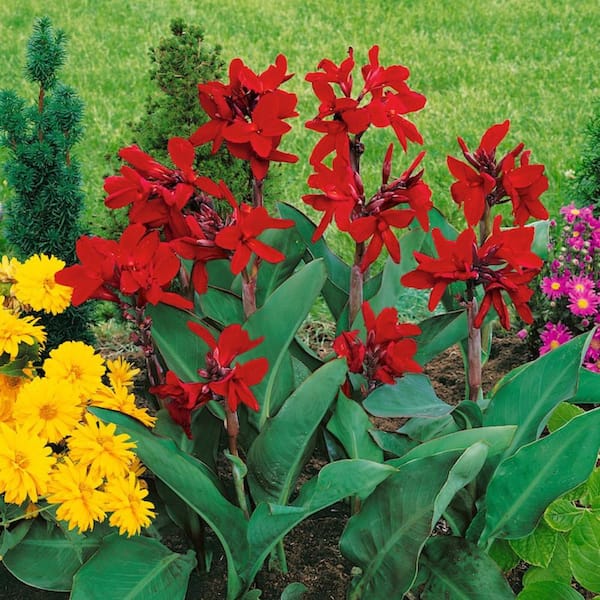 2 Gal. Canna Lily Assorted Color in 12 in. Growers Pot