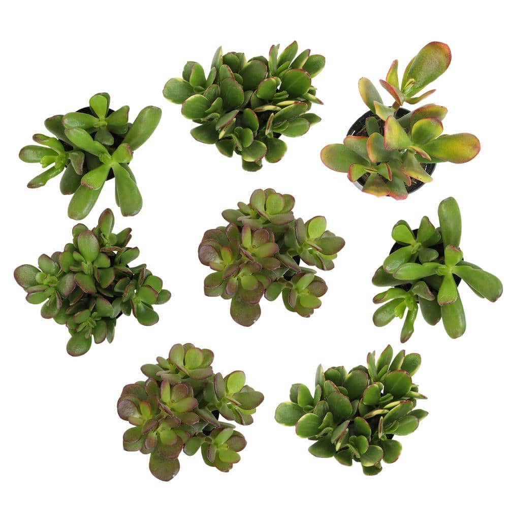 Classic Jade Succulent Collection in Black 2.5 Inch Pots (8-Pack)