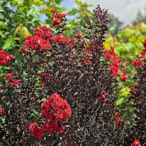 7 Gal. Crimson Red Crape Myrtle Tree