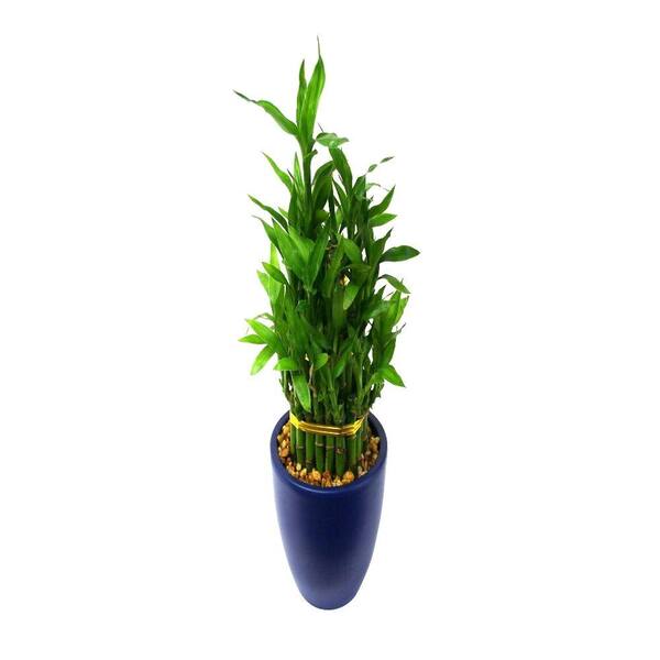 Delray Plants Lucky Bamboo Medium in 4 in. Dark Blue Pot