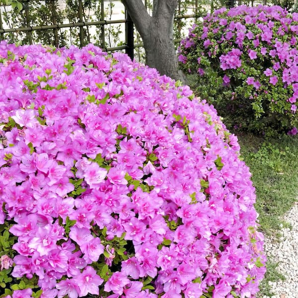 national PLANT NETWORK 1 gal. Azalea Elsie Lee Shrub with Purple