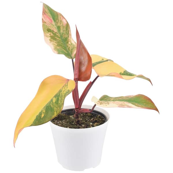Arcadia Garden Products 6 in. Strawberry Shake Philodendron Plant in White Plastic Pot Cover