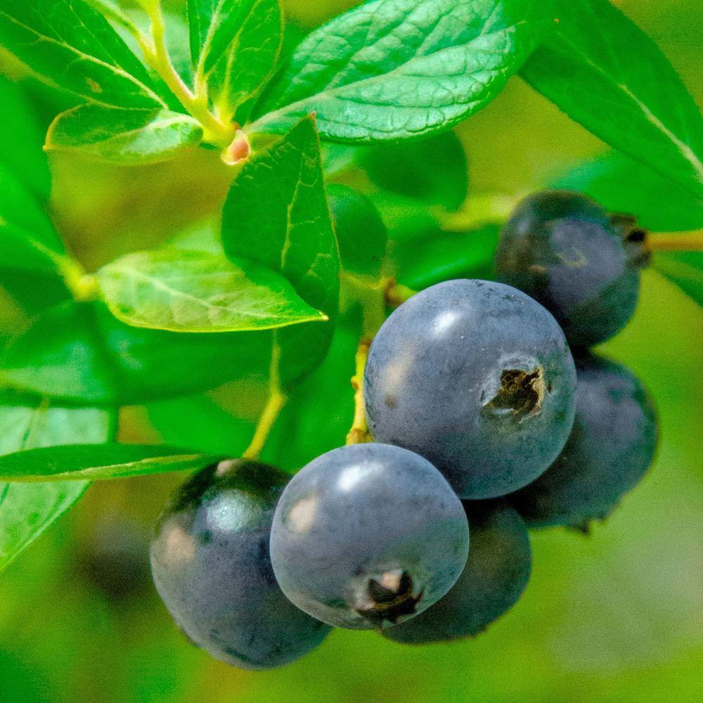 2 Gal. Hello Darlin Blueberry Plant in Brown Pot