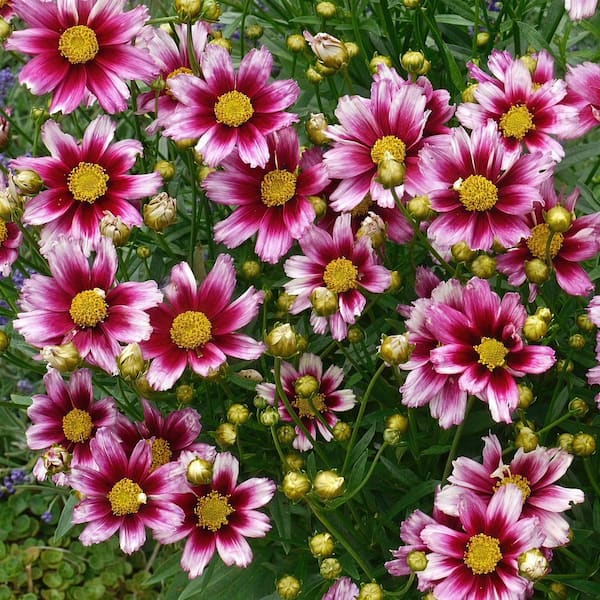 3.25 in. Tickeseed Coreopsis Li'l Bang 'Starstruck' Perennial Plant (8-Pack)