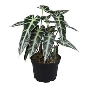 Alocasia Bambino Air Purifying Indoor Houseplant in 6 in. Grower Pot