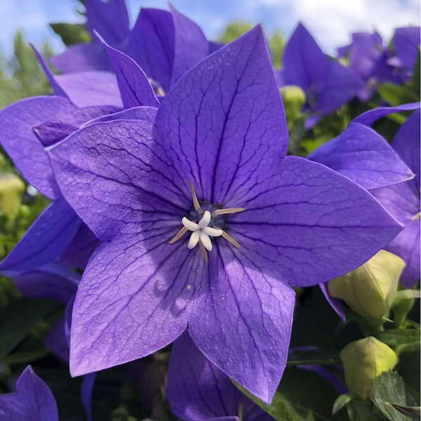2.5 Qt. Twinkle Blue Balloon Flower Plant