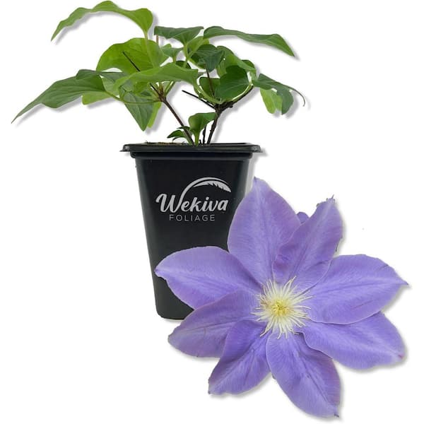 Wekiva Foliage Clematis Diana's Delight-Live Starter Plant in a 2 Inch Growers Pot-Starter Plants Ready for The Garden